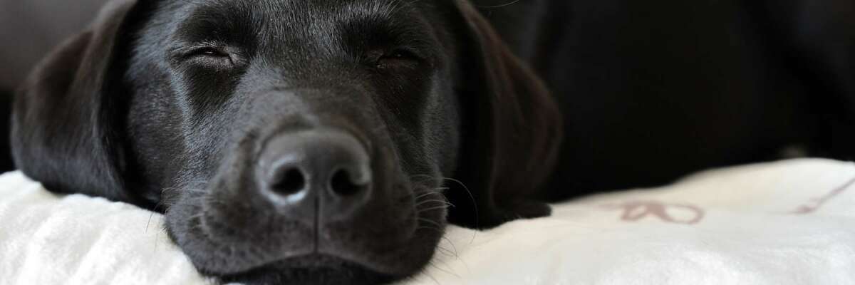 Wasserbett mit Haustier - Wasserbett mit Haustier | Meisel &amp;amp; Gerken